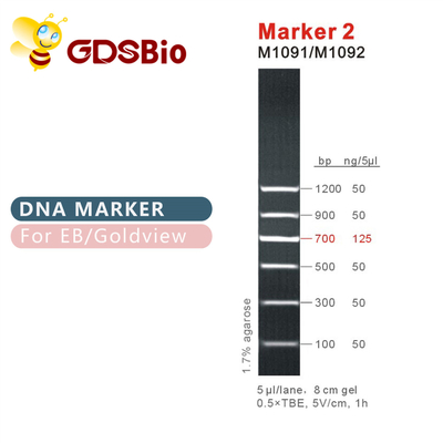 Teller 2 DNA-ladder M1091 (50μg) /M1092 (50μg×5)