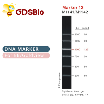 Teller 12 DNA-ladder M1141 (50μg) /M1142 (5×50μg)